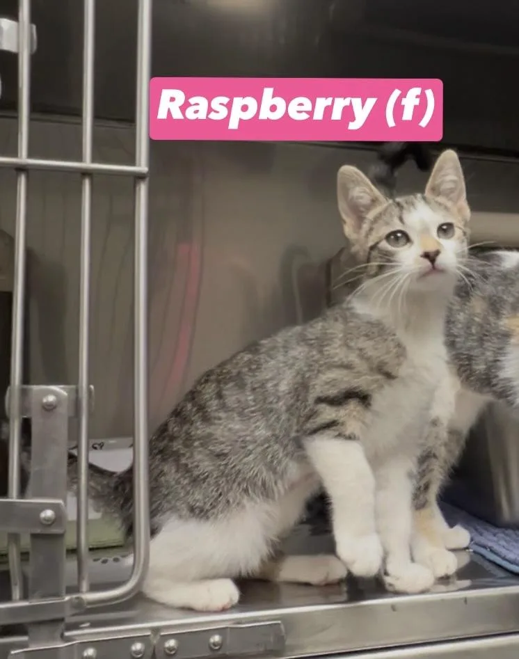 A baby medium-sized female Tabby (Brown / Chocolate) Domestic Short Hair cat named Raspberry for adoption in Montville, NJ