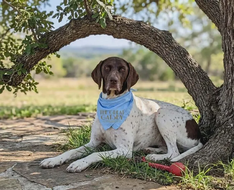 An adult large-sized male German Shorthaired Pointer dog named Gatsby for adoption in Anza, CA