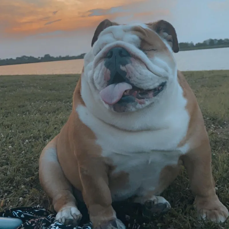 Daisy thumbnail 2