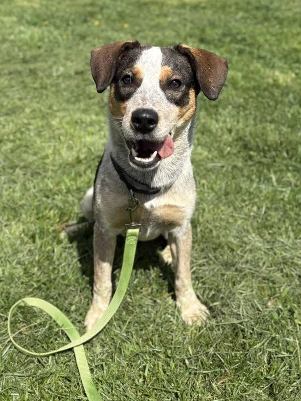 A young medium-sized male Australian Cattle Dog / Blue Heeler dog named Stewie for adoption in Lancaster, OH