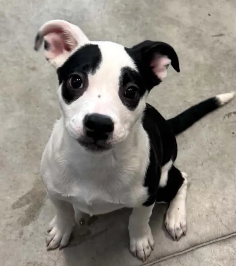 A baby medium-sized female Labrador Retriever dog named Vivi for adoption in Las Vegas, NV