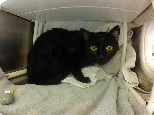 A senior medium-sized male Domestic Short Hair cat named Malik for adoption in Omaha, NE
