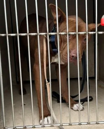 An adult medium-sized male Pit Bull Terrier dog named Yogi for adoption in Oklahoma City, OK