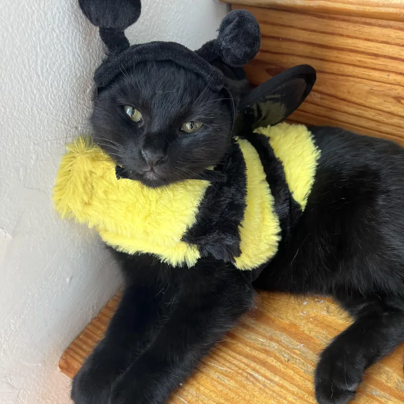 A baby medium-sized male Domestic Short Hair cat named Clove for adoption in Mississippi State, MS