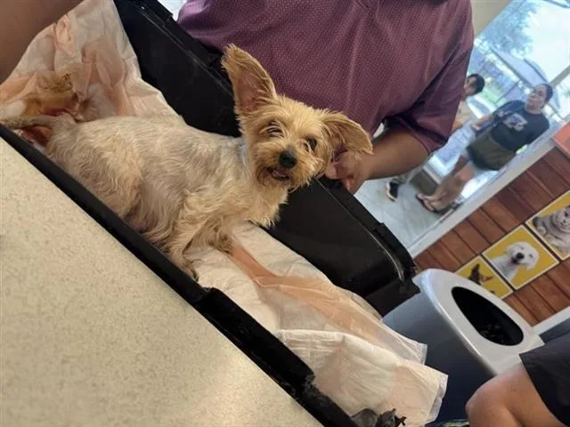 An adult medium-sized female Yorkshire Terrier dog named Ruby for adoption in San Antonio, TX