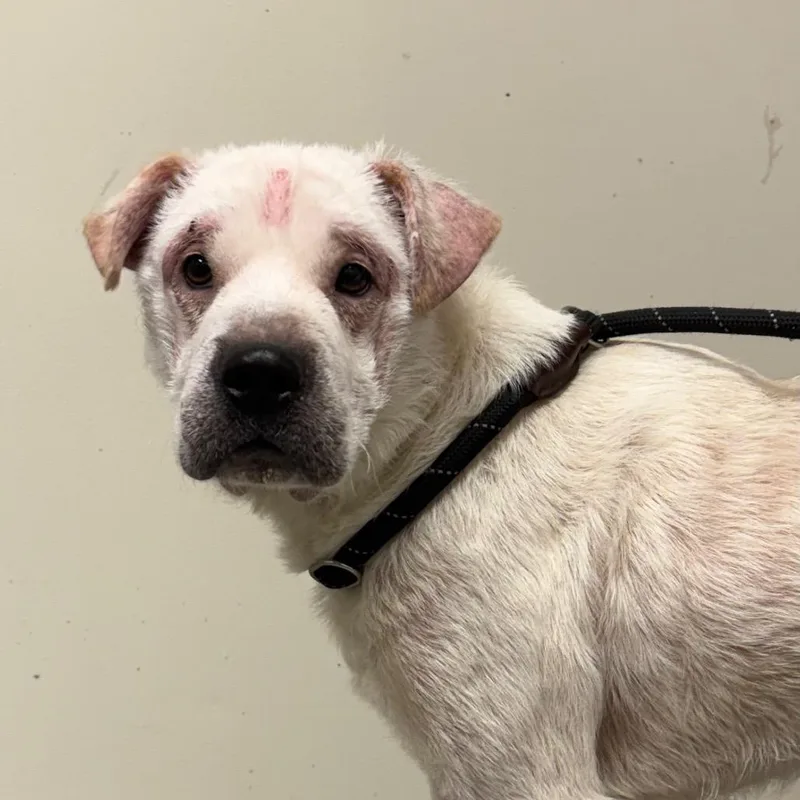 A young medium-sized male White / Cream Mixed Breed dog named Frito for adoption in Batavia, OH