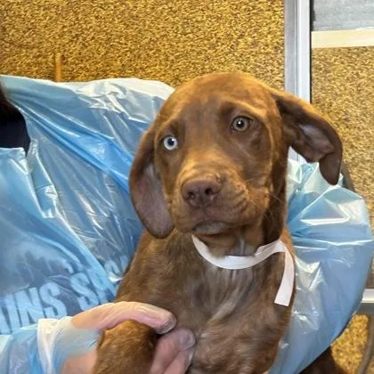 A baby small-sized female Mixed Breed dog named Fresca for adoption in Merriam, KS