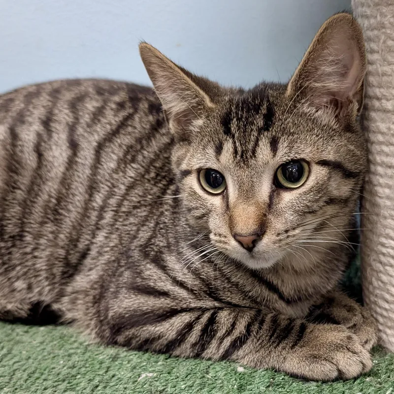 A baby medium-sized male Tabby (Buff / Tan / Fawn) Tabby cat named Squatty for adoption in Smithfield, NC