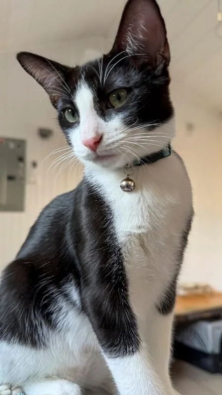 A young medium-sized male Black & White / Tuxedo Domestic Medium Hair cat named Chris for adoption in Arlington, WA