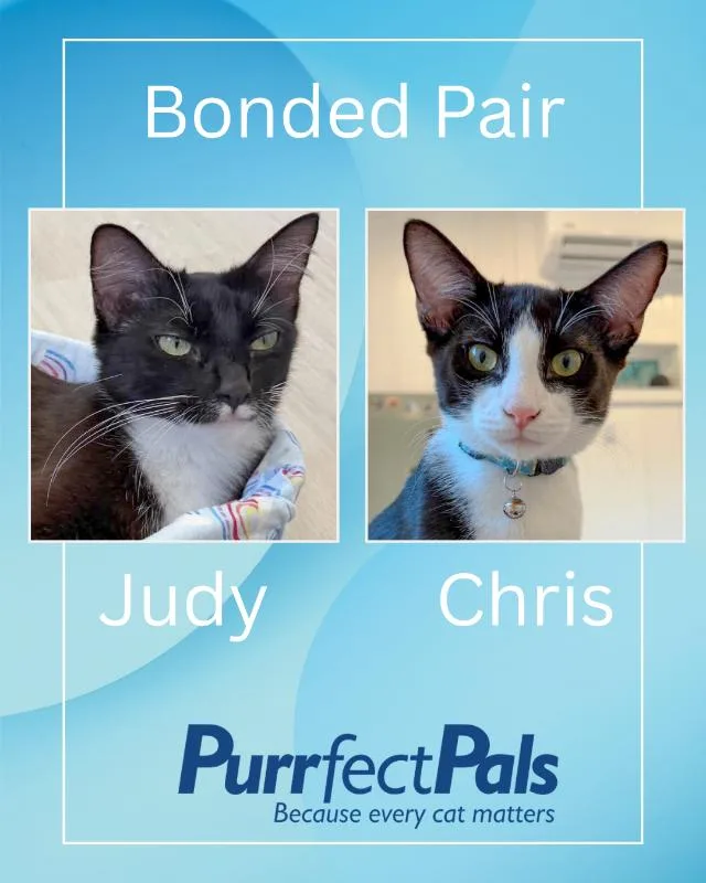 Chris thumbnail 3