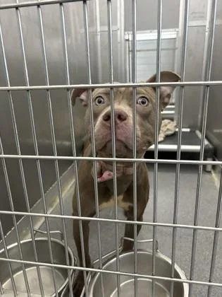 An adult medium-sized female Mixed Breed dog named Polmie for adoption in West Chester, PA