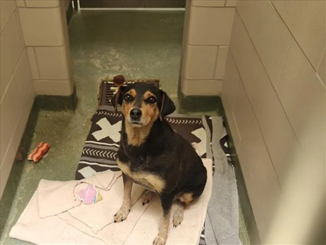 An adult medium-sized female Mixed Breed dog named A for adoption in Santa Fe, NM