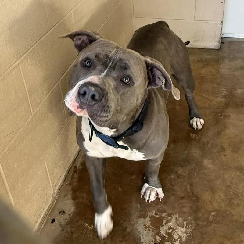 An adult large-sized male Gray / Blue / Silver Mixed Breed dog named Rumble for adoption in Hamilton, GA