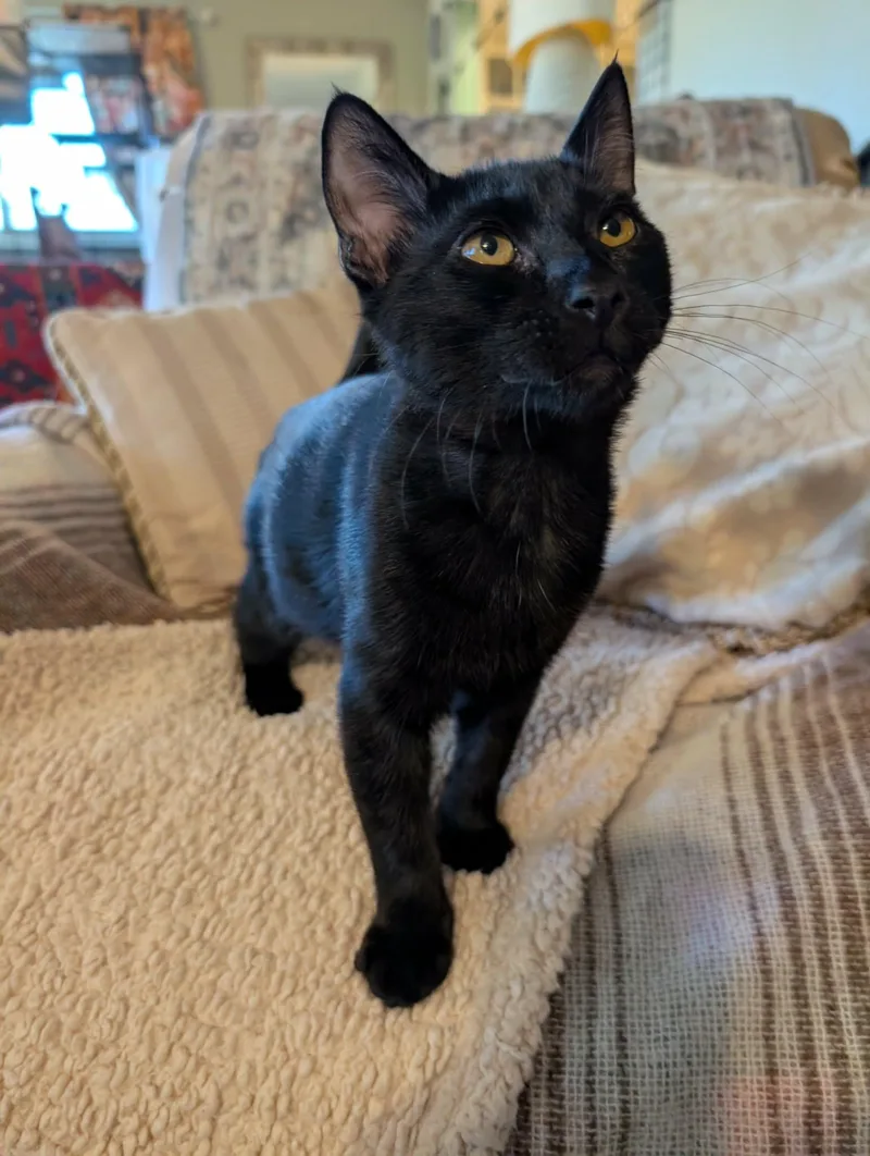 A baby medium-sized male Black Domestic Short Hair cat named Calder for adoption in Oviedo, FL