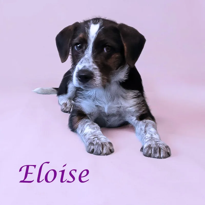 Eloise D