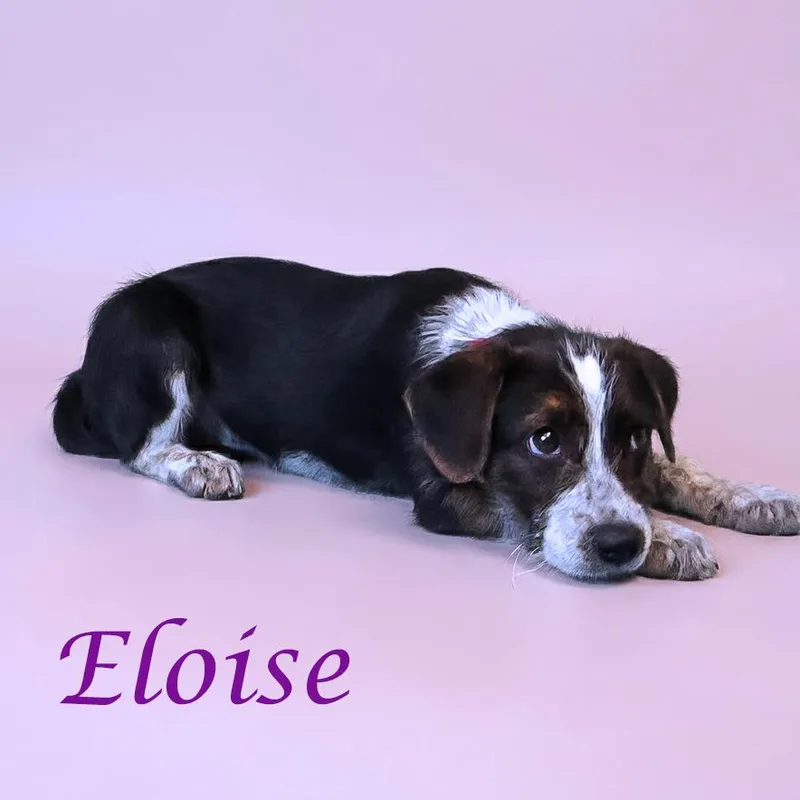 Eloise D thumbnail 2