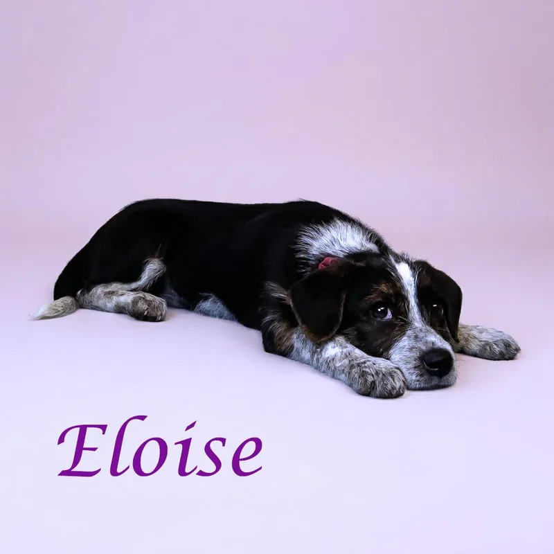 Eloise D thumbnail 3