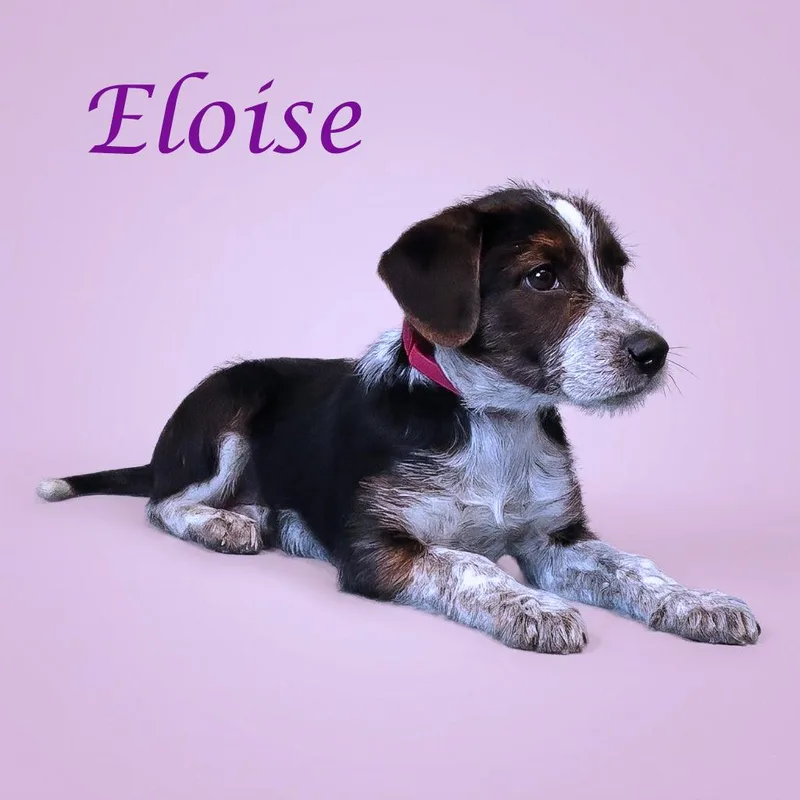 Eloise D thumbnail 4