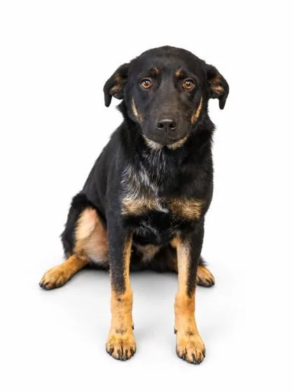 A young medium-sized male Retriever dog named Milo for adoption in Bowling Green, KY