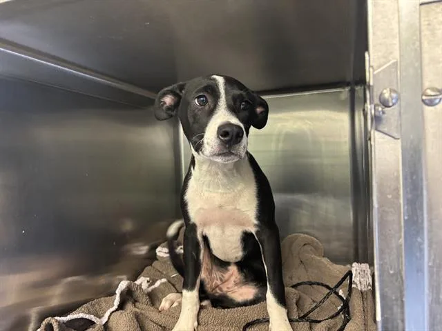 A baby small-sized female American Staffordshire Terrier dog named Squash for adoption in Grand Prairie, TX