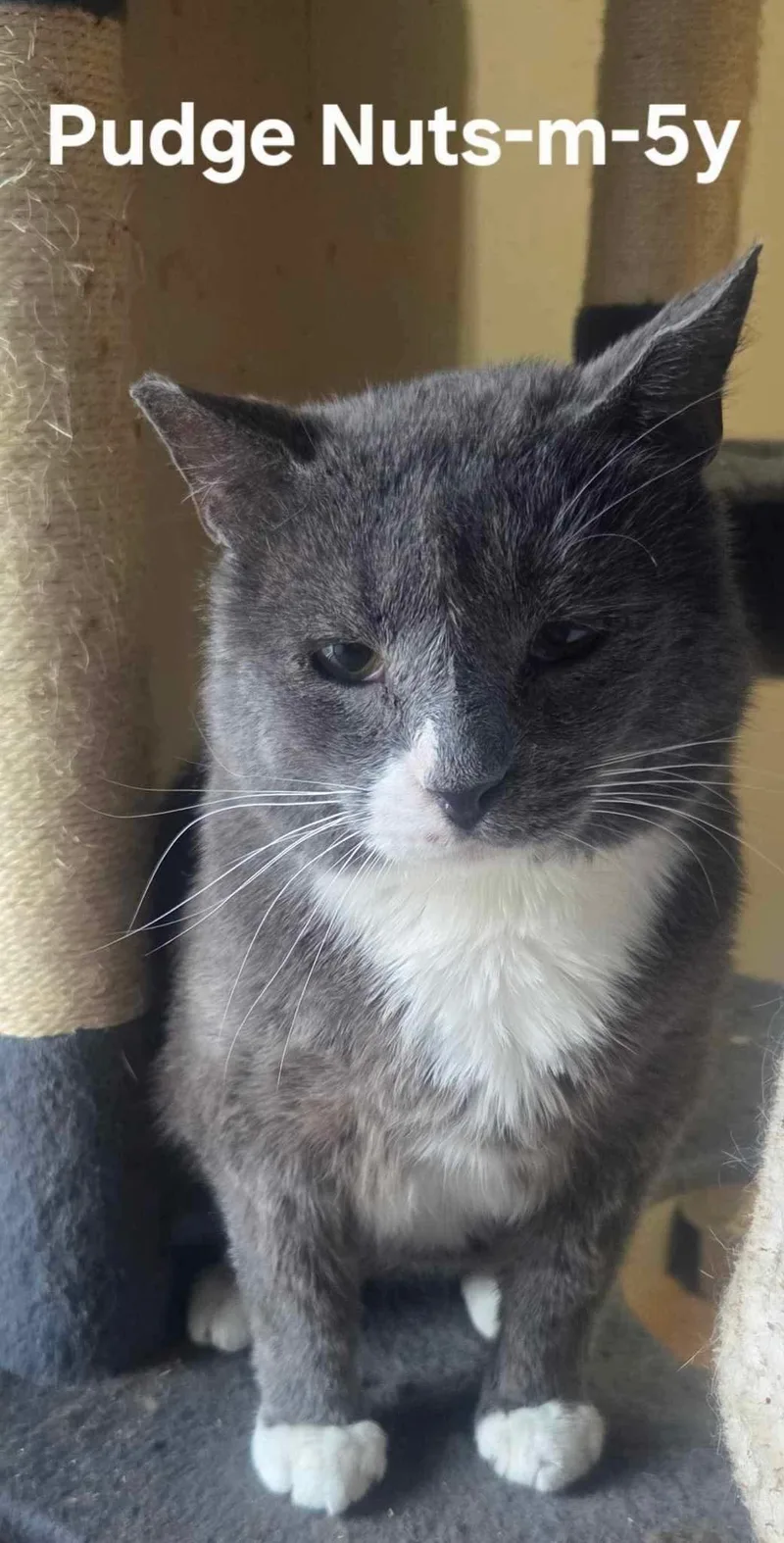 An adult large-sized male Domestic Short Hair cat named Pudge Nuts for adoption in Clymer, PA