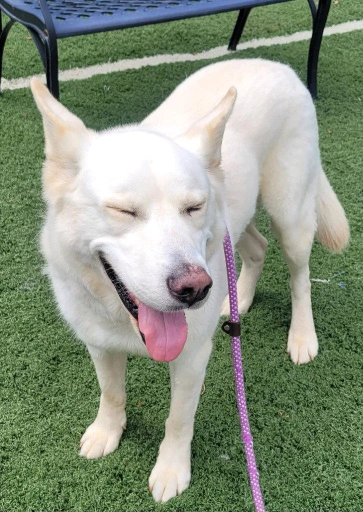 A senior large-sized male German Shepherd Dog dog named Aki for adoption in Lovingston, VA