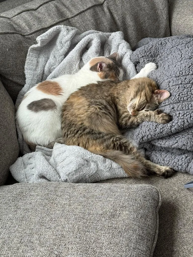 An adult large-sized female Domestic Short Hair cat named Ethel Beverly for adoption in Minneapolis, MN