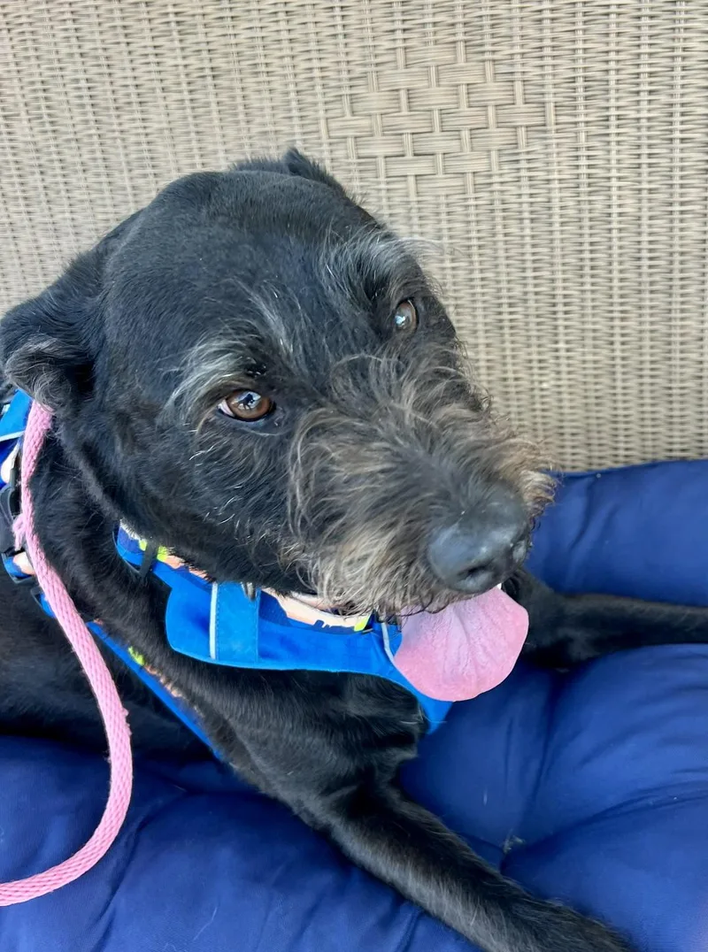 An adult large-sized female Black Terrier dog named Gabby for adoption in Ellicott City, MD