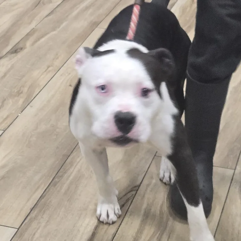 A baby large-sized male White / Cream Pit Bull Terrier dog named Tom Holland for adoption in Newark, NJ