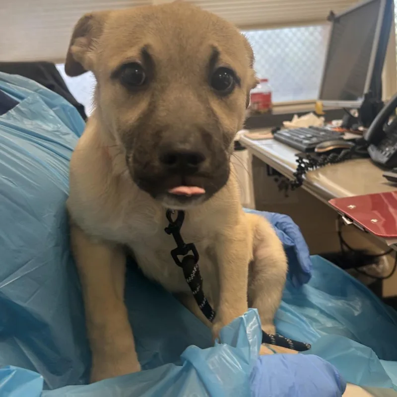 Goldfish thumbnail 2