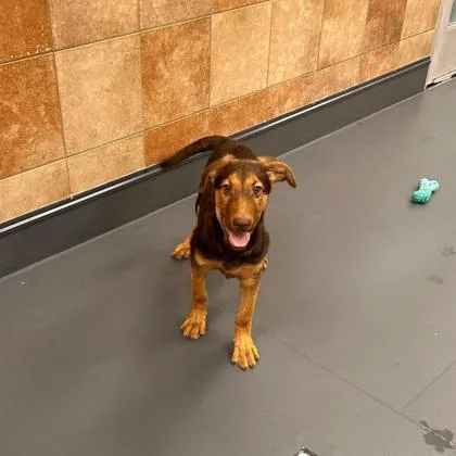 A baby medium-sized male Mixed Breed dog named Linus for adoption in Carrollton, TX