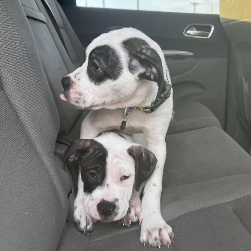 A baby large-sized male White / Cream American Bulldog dog named Pancake for adoption in Monroe, MI