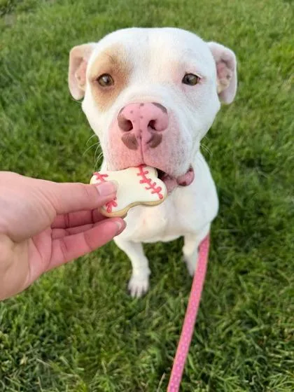 An adult large-sized male White / Cream Pit Bull Terrier dog named Pink Floyd for adoption in Kansas City, MO