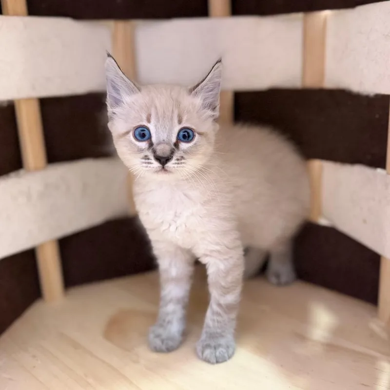 A baby small-sized female Domestic Short Hair cat named Chanel for adoption in San Pablo, CA