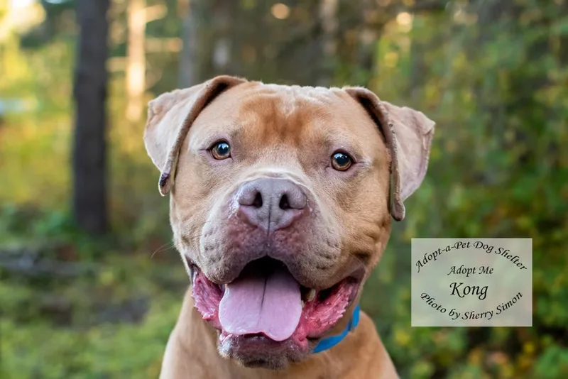 An adult large-sized male Pit Bull Terrier dog named Kong for adoption in Shelton, WA