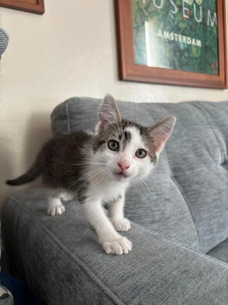 A baby medium-sized male Black & White / Tuxedo Domestic Short Hair cat named Jess for adoption in Oceanside, CA