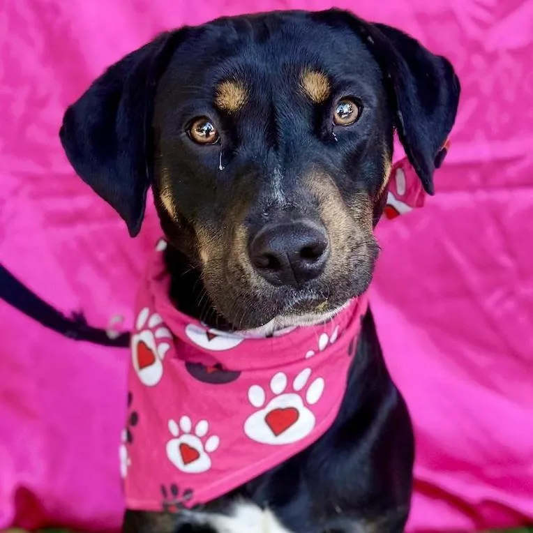 A young medium-sized female Black Manchester Terrier dog named Mocha for adoption in Rowland Heights, CA