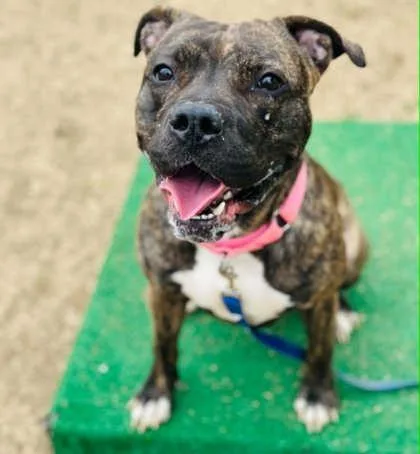 An adult large-sized female Mixed Breed dog named Laguna Luna for adoption in West Chester, PA
