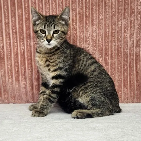 A baby medium-sized male Tabby (Gray / Blue / Silver) Domestic Short Hair cat named Freddie Mercury for adoption in Benld, IL