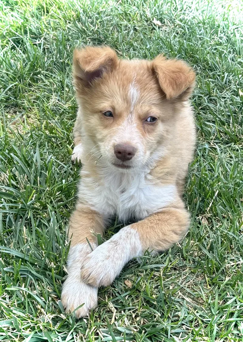 Frida