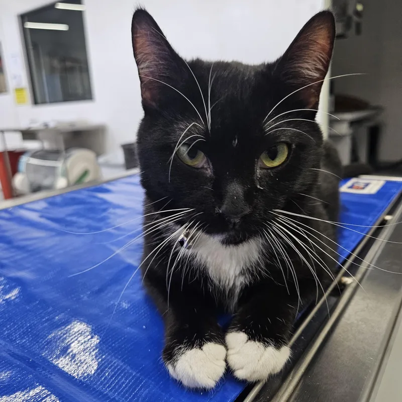 A young medium-sized male Black & White / Tuxedo Domestic Short Hair cat named Tony for adoption in Marina del Rey, CA