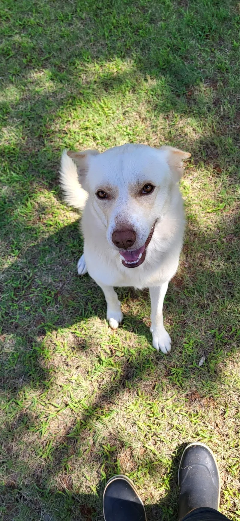 An adult medium-sized male Husky dog named Valko for adoption in Guthrie, OK