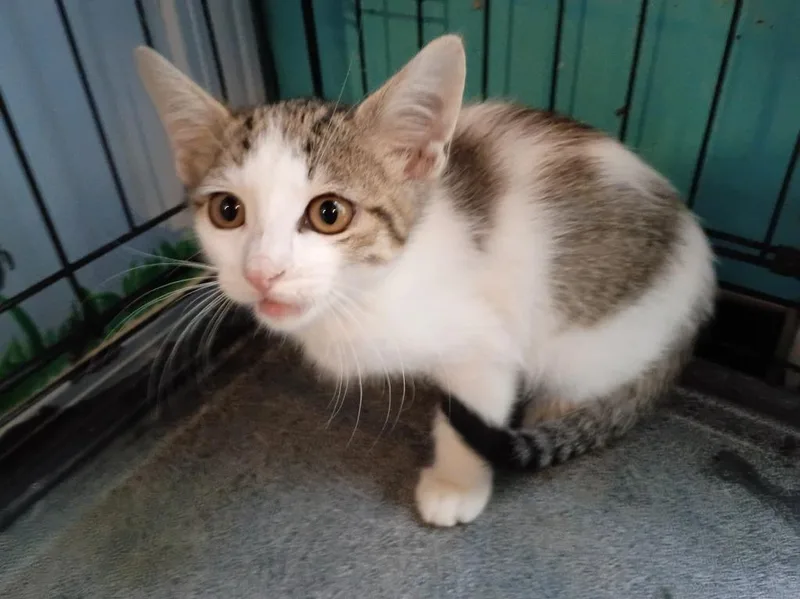 A baby small-sized male Domestic Short Hair cat named Earl Grey for adoption in Crocker, MO