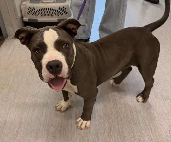 A young medium-sized female Pit Bull Terrier dog named Hera for adoption in San Diego, CA
