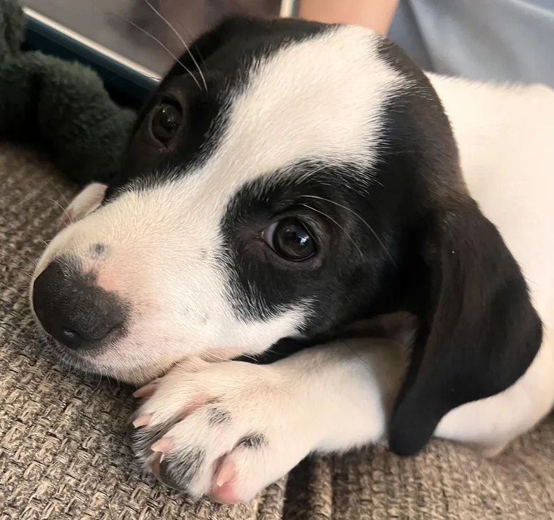 A baby medium-sized female Black Pointer dog named Maddie for adoption in Fort Collins, CO