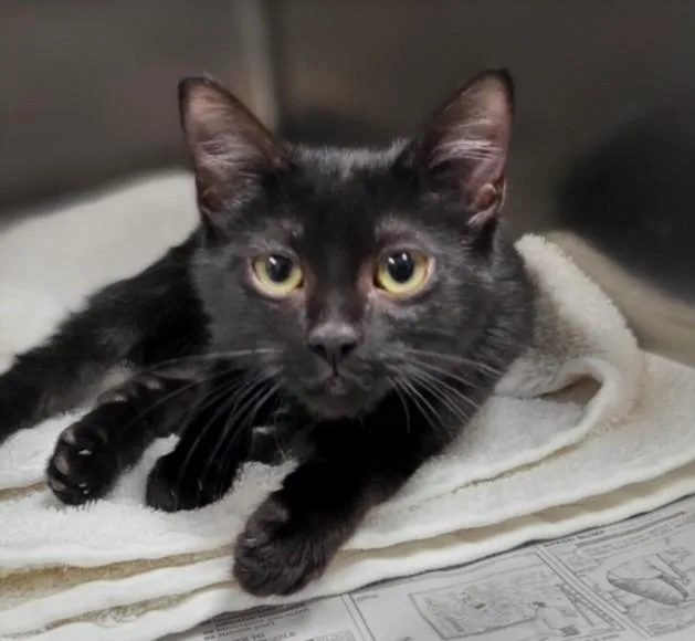 A young small-sized male Domestic Short Hair cat named Tommy for adoption in Van Nuys, CA