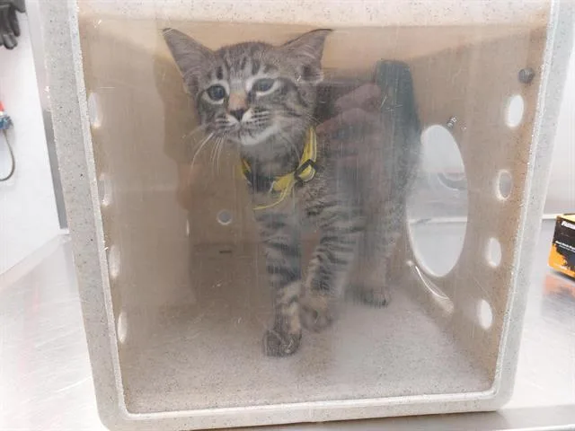 A baby small-sized female Domestic Short Hair cat named Gates Of The Arctic for adoption in Antioch, CA