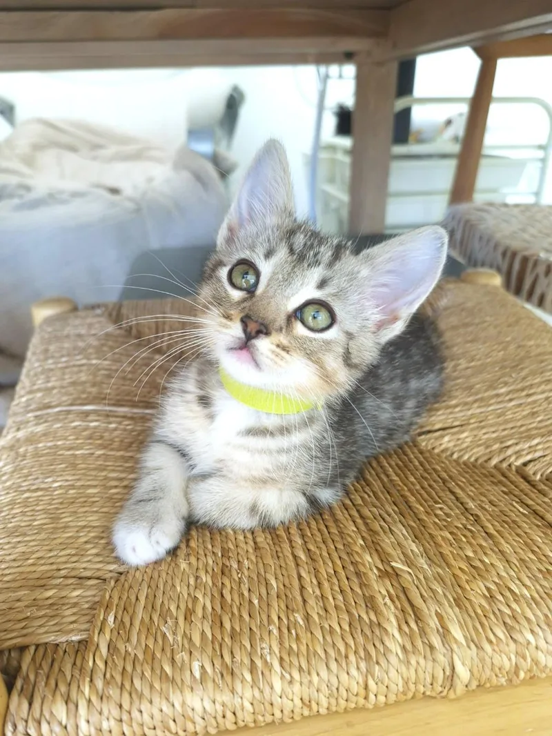 A baby small-sized male Tabby (Gray / Blue / Silver) Domestic Short Hair cat named Luca for adoption in Orange, CA