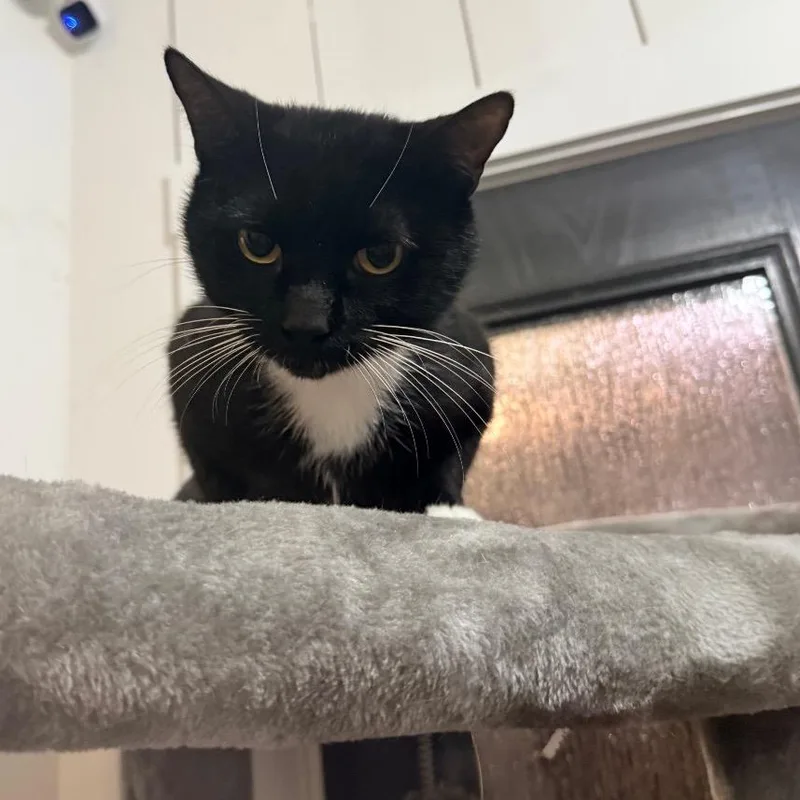 An adult medium-sized male Black Domestic Short Hair cat named Sid for adoption in Port Neches, TX