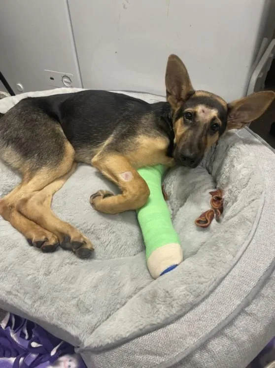 A baby small-sized male German Shepherd Dog dog named Rowdy for adoption in Tracy, CA